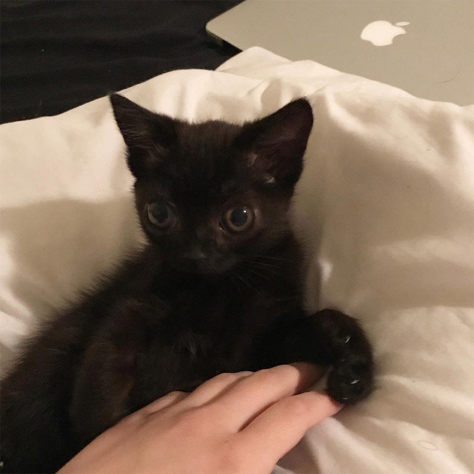 Familia encuentra a una gatita abandonada con la más adorable apariencia 12 Jinx creciendo