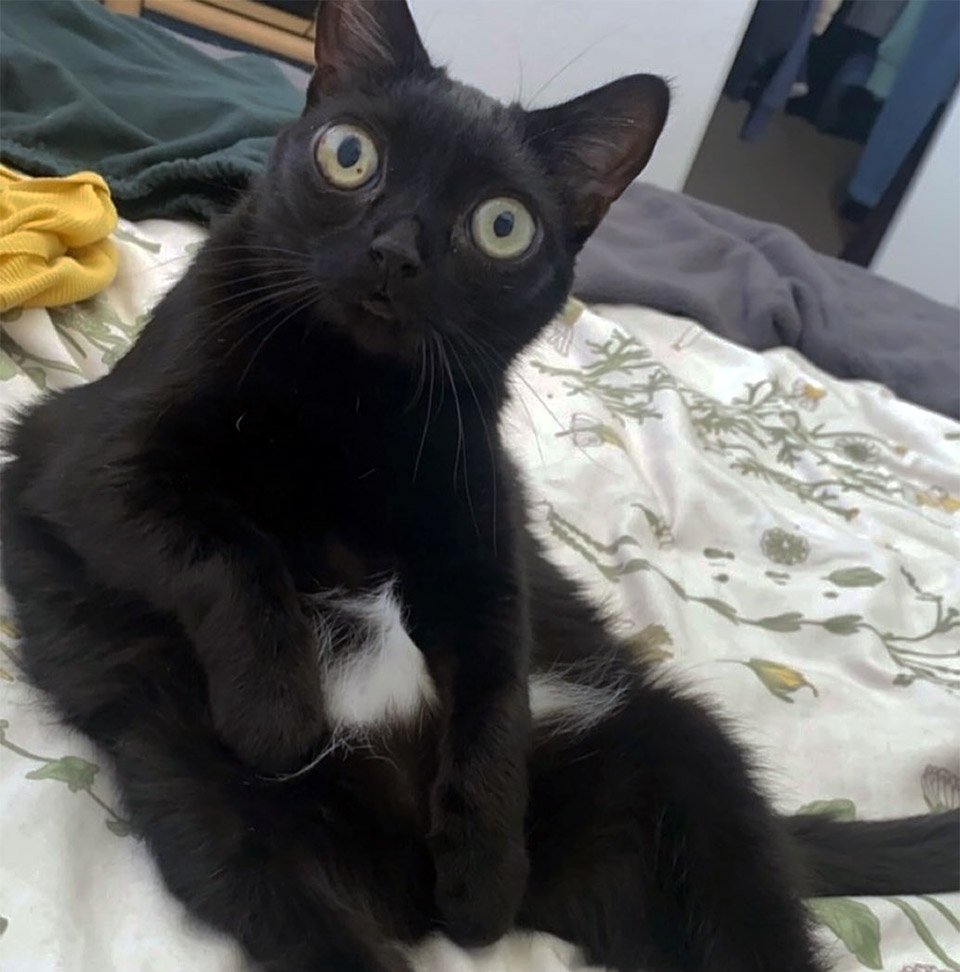 Familia encuentra a una gatita abandonada con la más adorable apariencia 16 Jinx la gatita