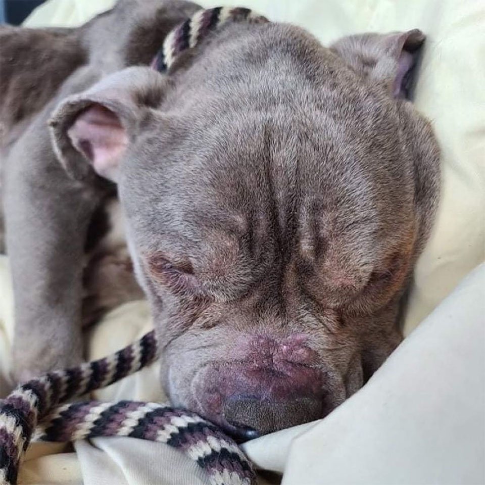 Perro atado a un poste le tiende la pata al policía que vino a salvarlo 12 Liam rescatado por policía