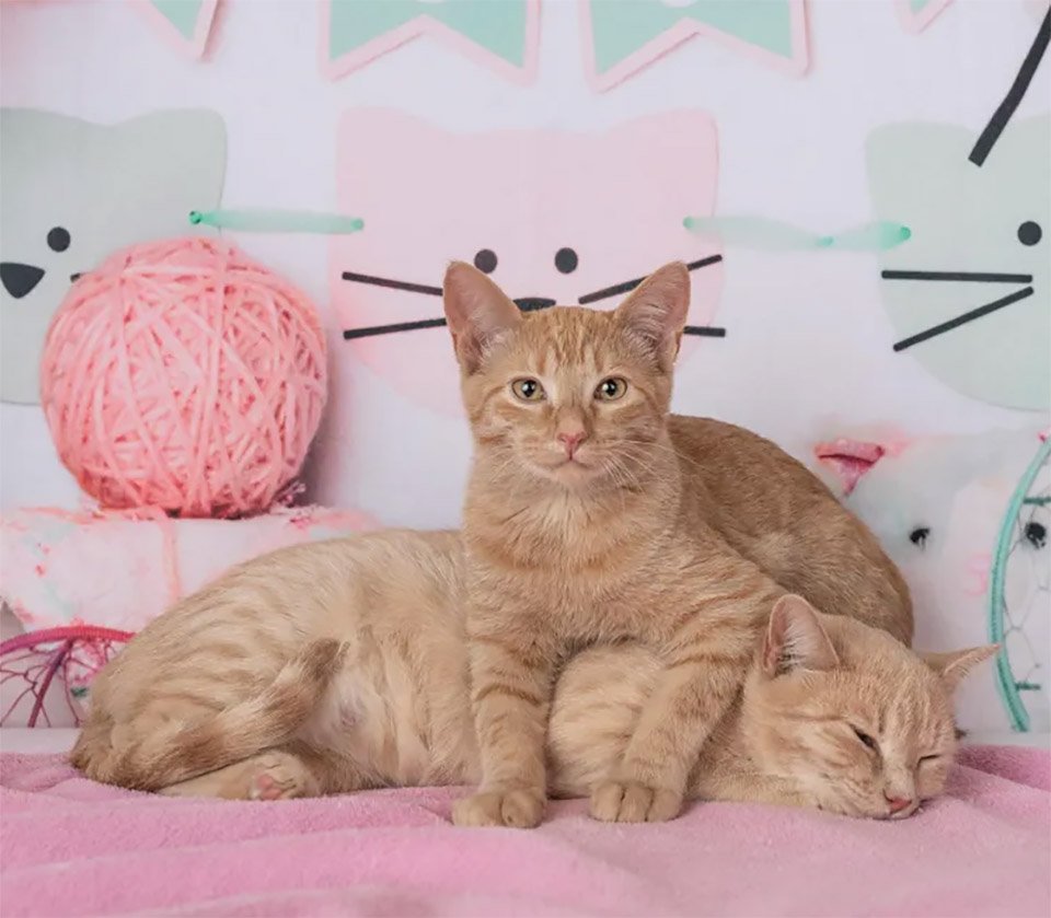 Gata sin hogar embarazada no podía caminar, y se recupera por amor a sus gatitos 17 Madre e hijo