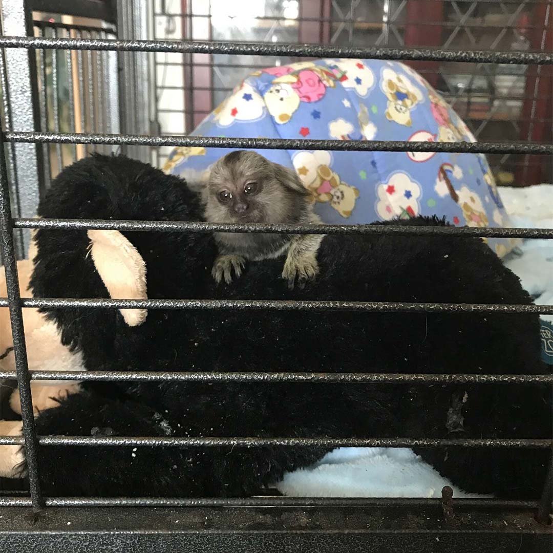 Bebé mono rescatado está tan emocionado de conocer a su nueva familia 7 Mono bebé rescatado