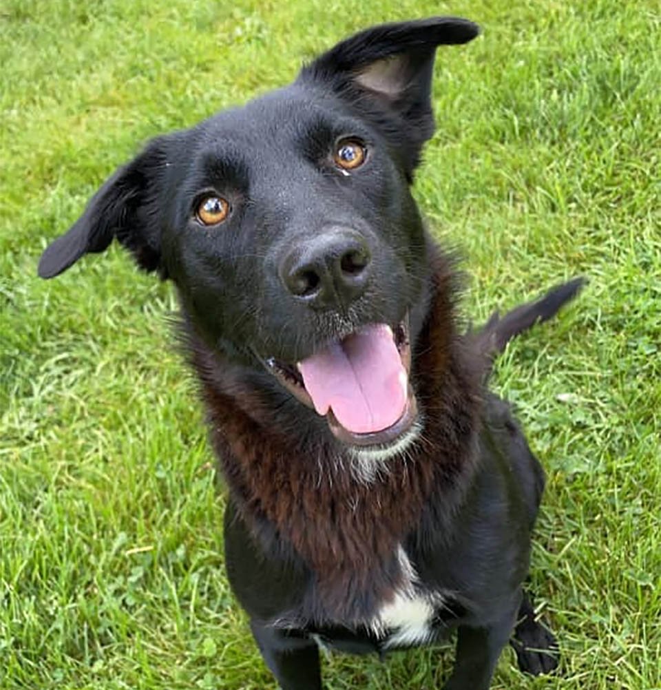 Perrita rescatada adopta cachorros huérfanos después de perder su propia camada 9 Pepper perrita rescatada adopta