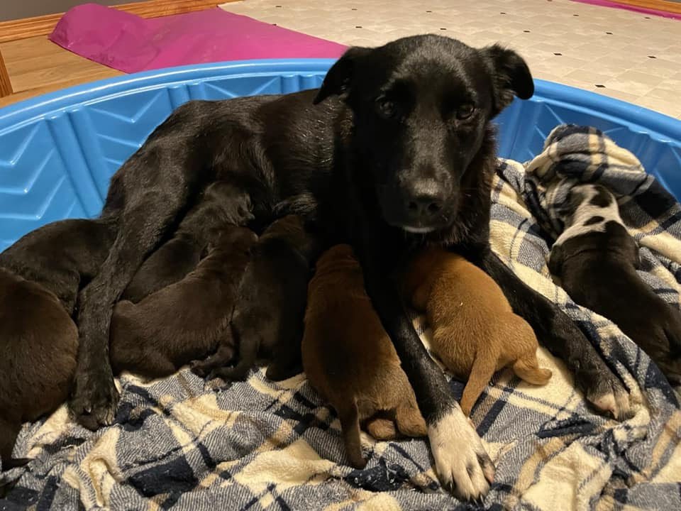 Perrita rescatada adopta cachorros huérfanos después de perder su propia camada 11 Perrita rescatada adopta cachorros
