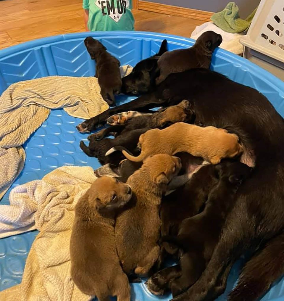 Perrita rescatada adopta cachorros huérfanos después de perder su propia camada 12 Perrita rescatada adopta