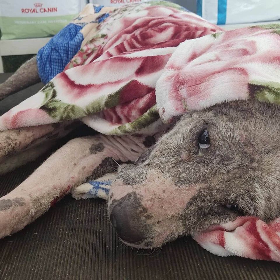 Perro sin pelo encontrado en una gasolinera se convierte en el más esponjoso 11 Perrito rescatado nervioso
