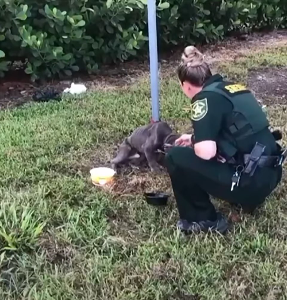 Perro atado a un poste le tiende la pata al policía que vino a salvarlo 8 Perro atado un poste