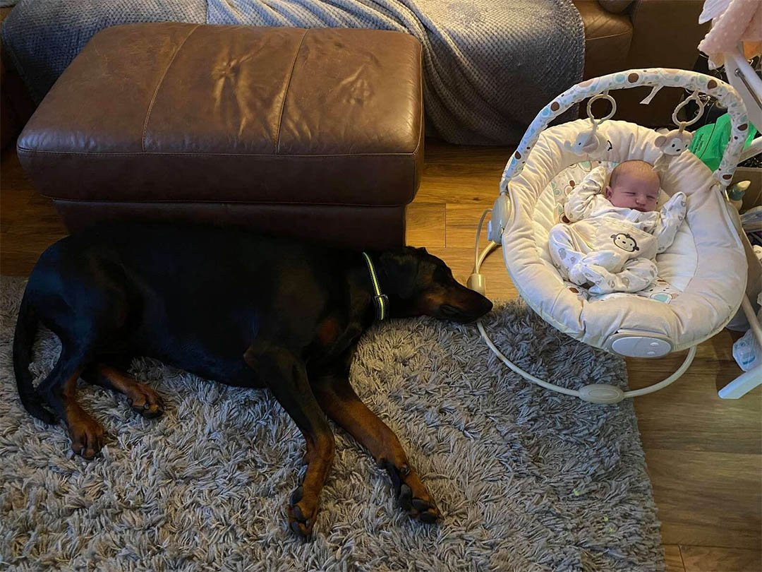 Perro consuela a su hermanita que llora llevándole su juguete favorito 10 Perro consuela a hermanita