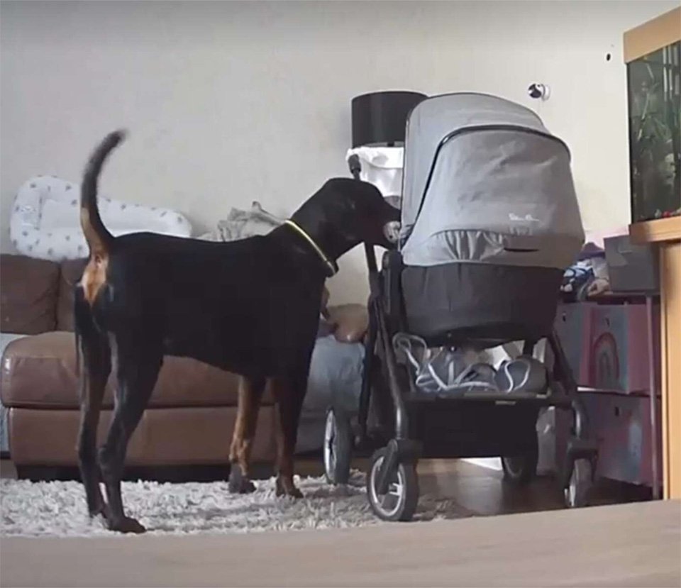 Perro consuela a su hermanita que llora llevándole su juguete favorito 9 Perro consuela hermanita
