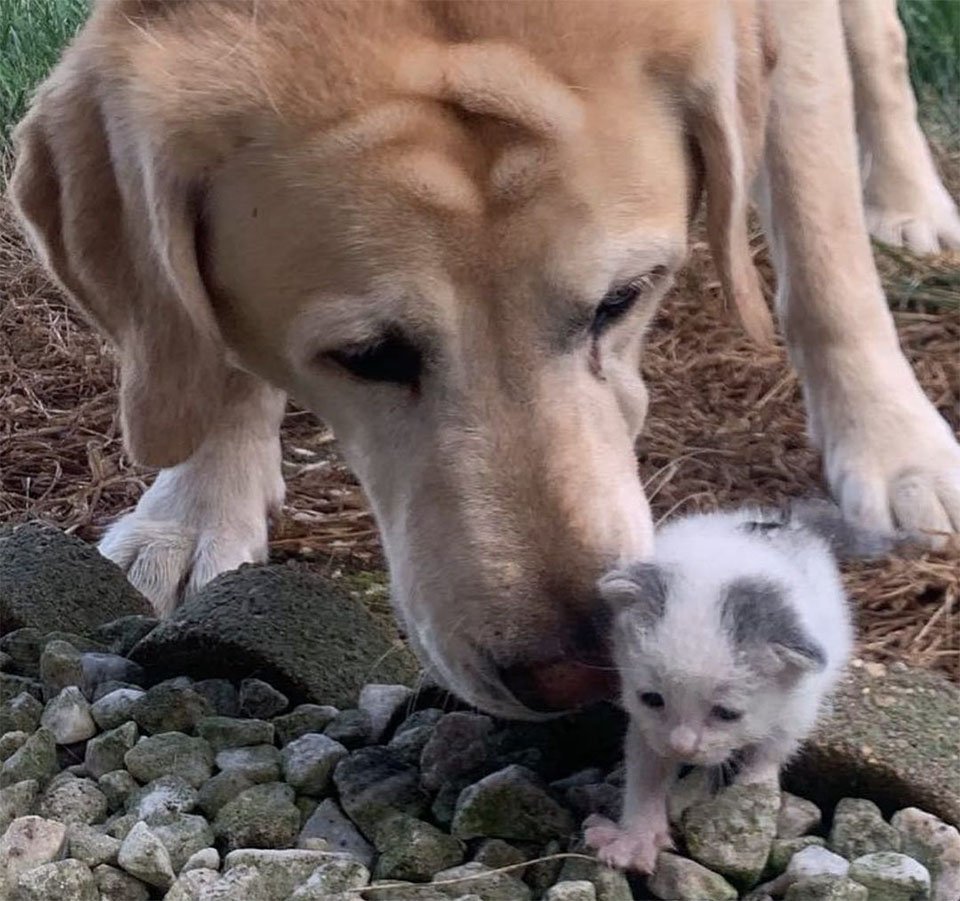 Perro mayor toma a una gatita sin hogar bajo su cuidado y la convierte en una hermosa gata 12 Perro toma gatita