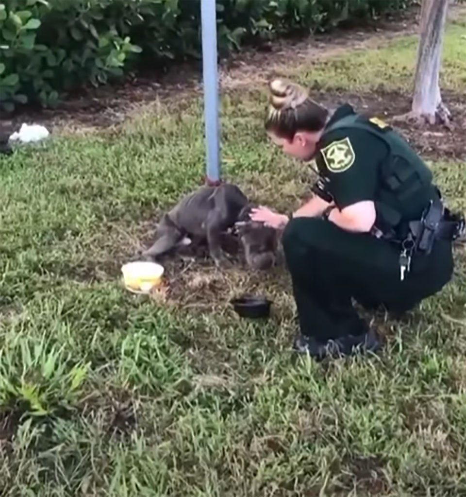 Perro atado a un poste le tiende la pata al policía que vino a salvarlo 9 Policía acaricia perrito