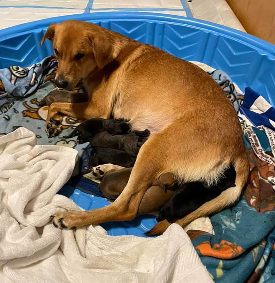 Perrita rescatada adopta cachorros huérfanos después de perder su propia camada 7 Poppy y bebés