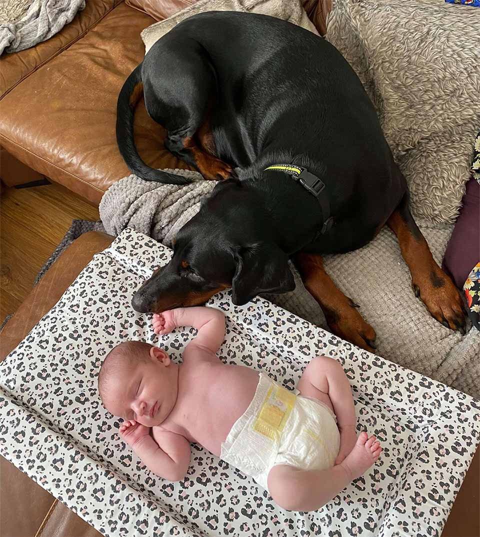 Perro consuela a su hermanita que llora llevándole su juguete favorito 7 Tommy conoce a Macie
