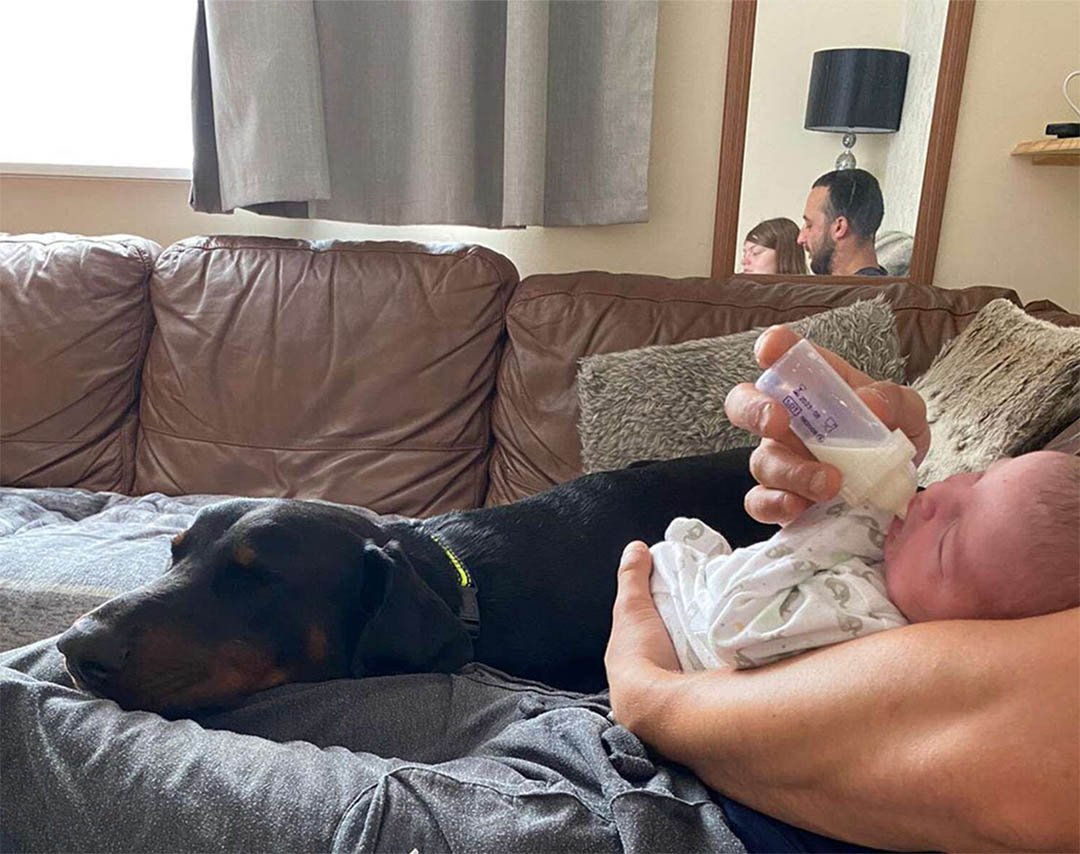 Perro consuela a su hermanita que llora llevándole su juguete favorito 8 Tommy cuidando Macie