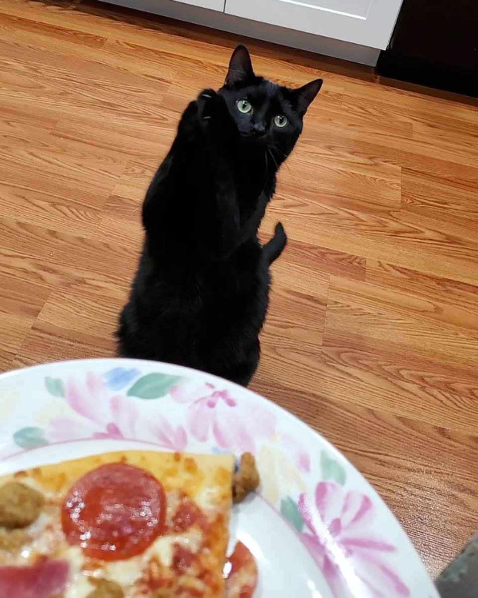 Gato aprendió a mendigar de una manera que derrite el corazón de las personas 10 Adorable gatito negro