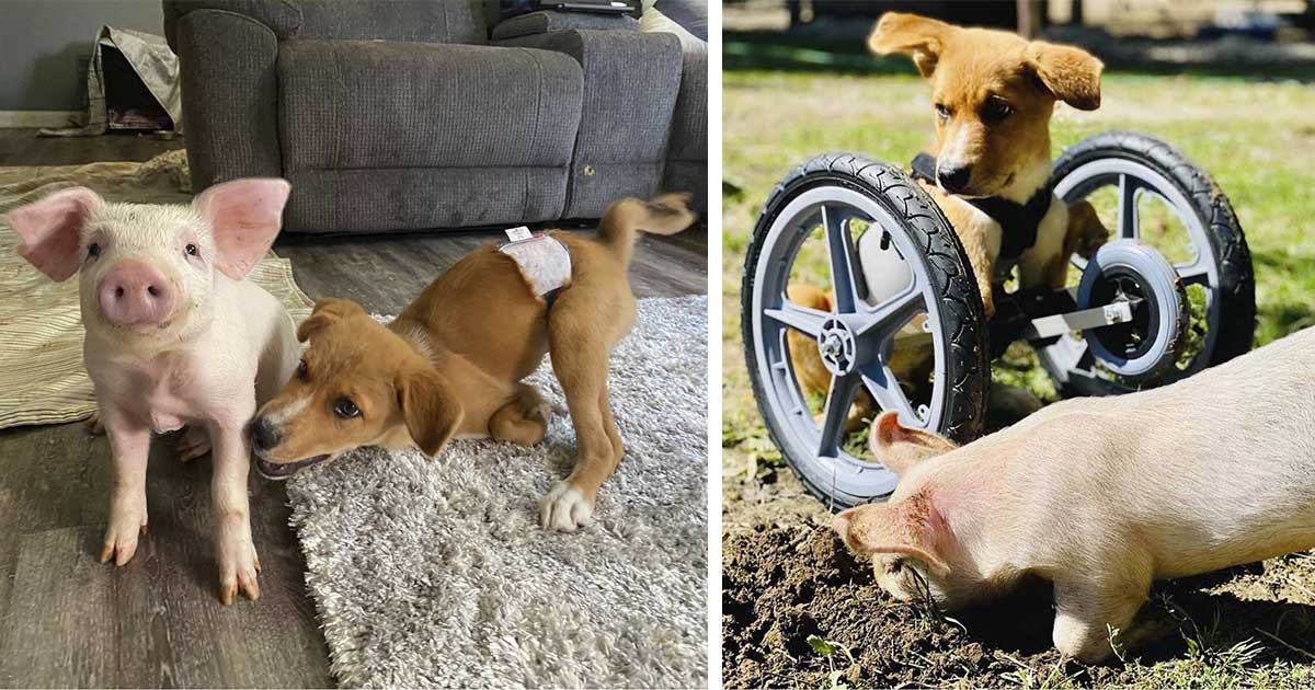 Cerdito y cachorro con necesidades especiales se convierten en mejores amigos