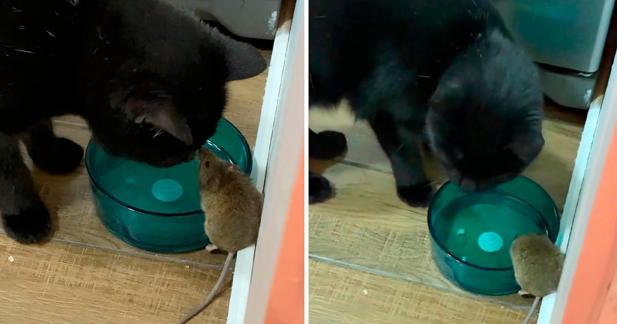 Chico encuentra a su gato haciendo amistad con el ratón que se suponía que iba a atrapar