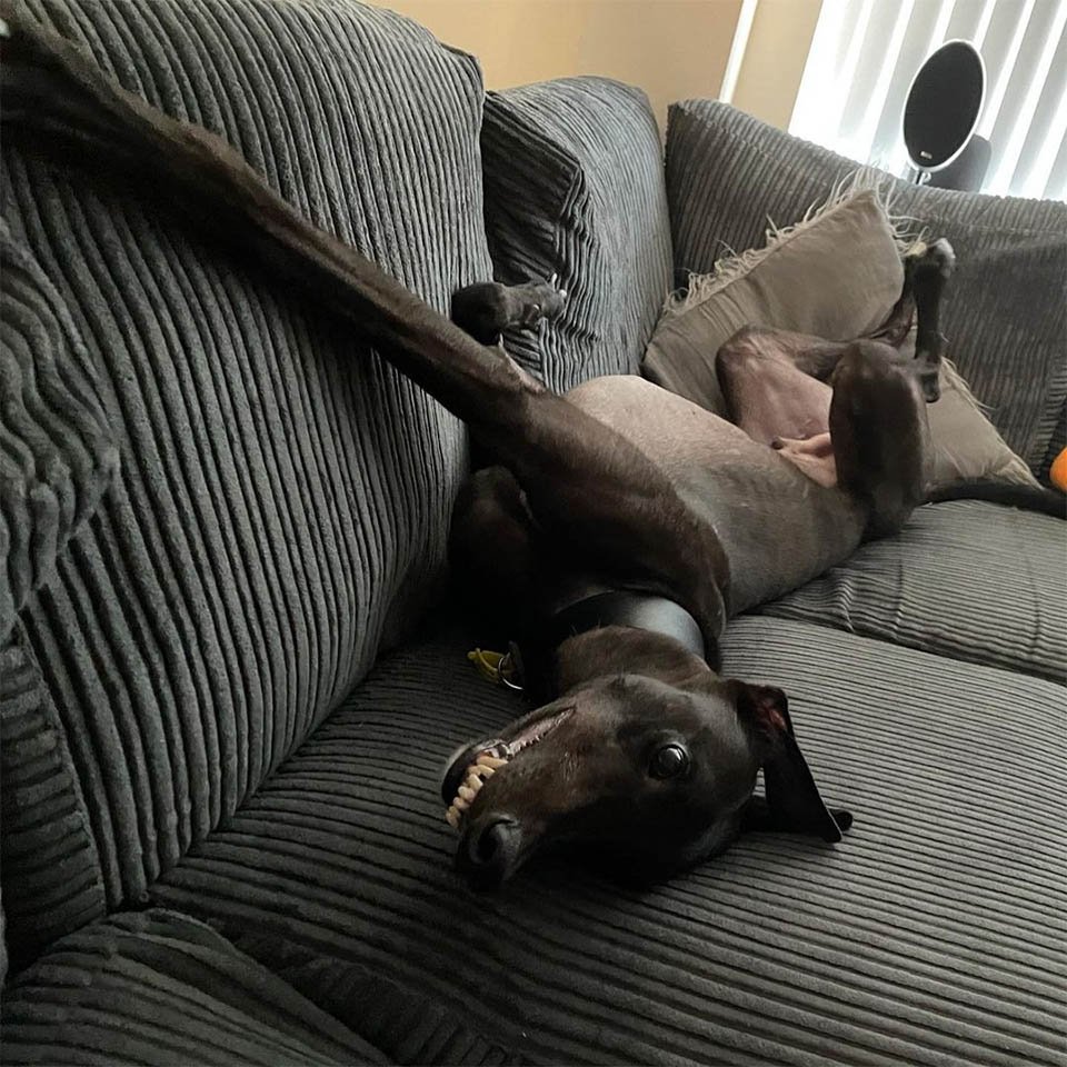 Ex galgo de carreras con una linda sonrisa ahora ama su nueva vida 12 Dash cómodo