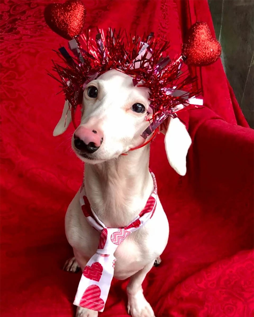 Perro salchicha albino rechazado por su apariencia inusual ahora está viviendo la buena vida 12 Duke posando