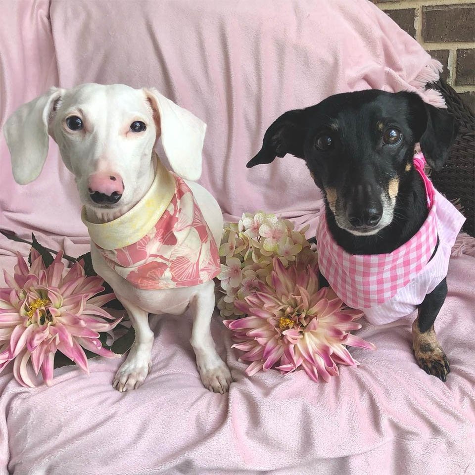 Perro salchicha albino rechazado por su apariencia inusual ahora está viviendo la buena vida 14 Duke y Dior
