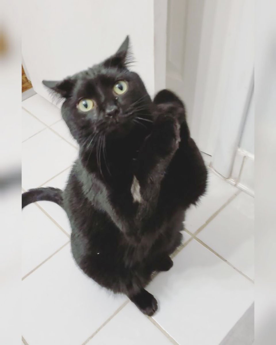 Gato aprendió a mendigar de una manera que derrite el corazón de las personas 6 Gato aprendió a mendigar