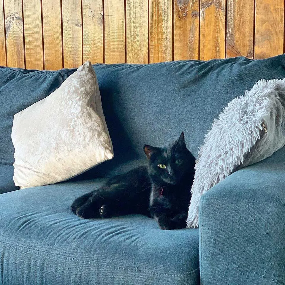 Gato en el sofá