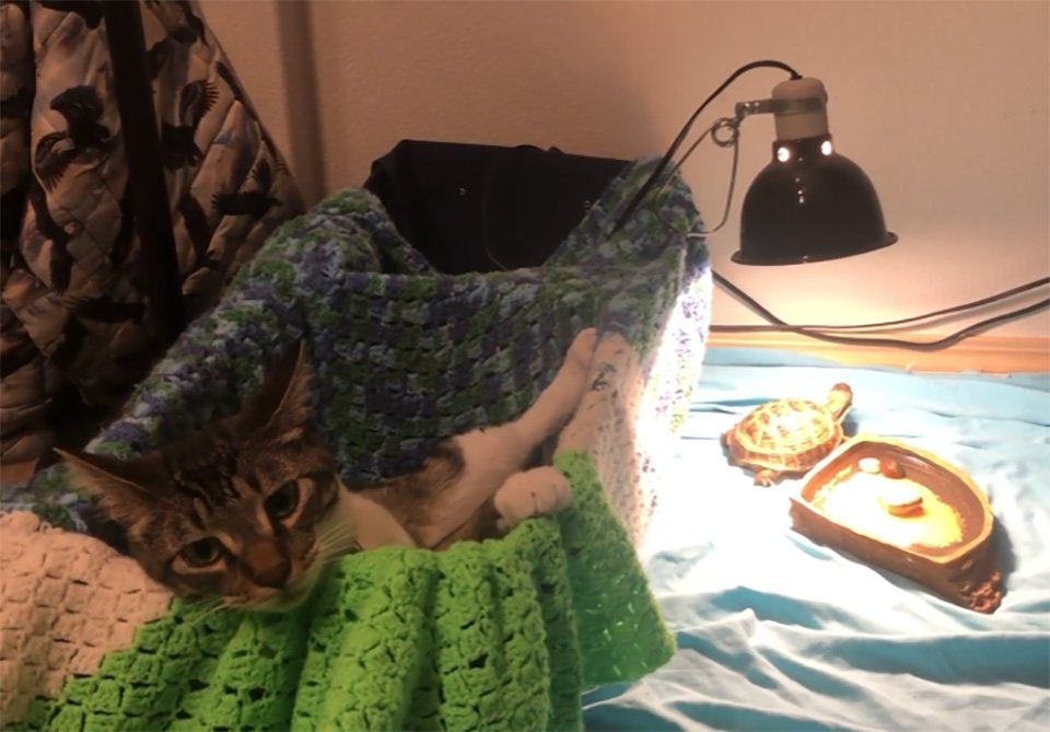 Gato rescatado se convierte en el mejor amigo de una tortuga después de irrumpir en su recinto 7 Gato rescatado convierte