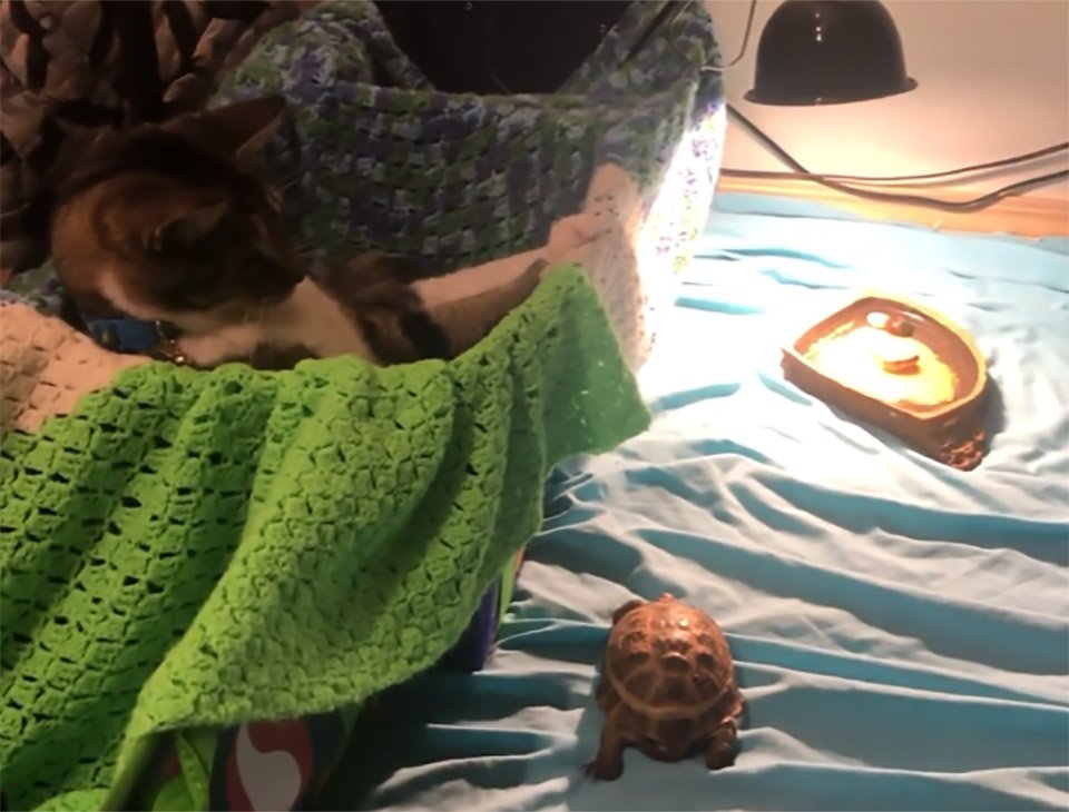 Gato rescatado se convierte en el mejor amigo de una tortuga después de irrumpir en su recinto 8 Gato rescatado se convierte
