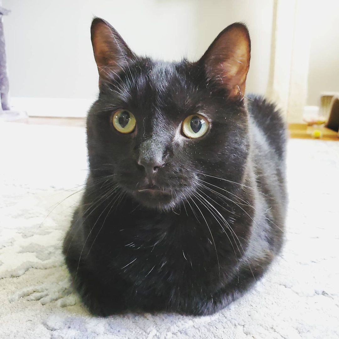 Hermoso gato negro
