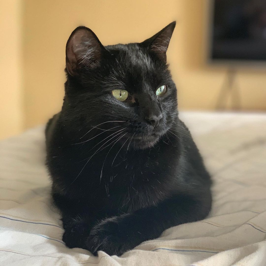 Hermoso gato negro