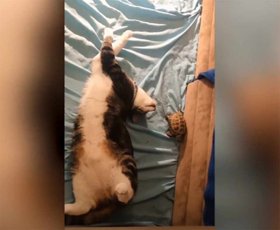 Gato rescatado se convierte en el mejor amigo de una tortuga después de irrumpir en su recinto 10 Pareja inseparable