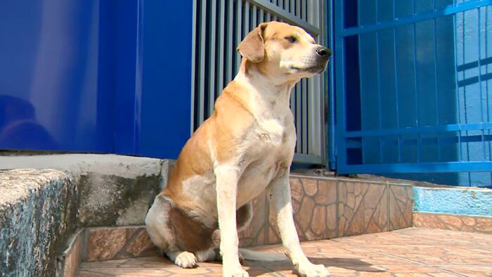 Perrita sin hogar llega a la veterinaria para tener a sus bebés mientras el padre espera afuera 2 Perrita sin hogar llega a la veterinaria