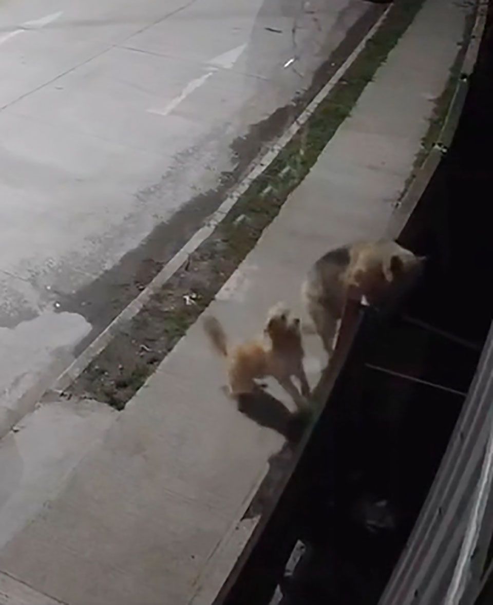 Perro lleva a su amigo a casa después de un paseo