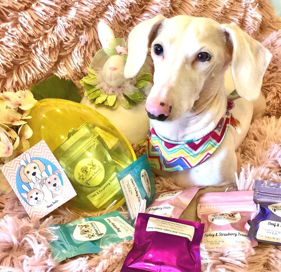 Perro salchicha albino rechazado por su apariencia inusual ahora está viviendo la buena vida 15 Regalos de Duke