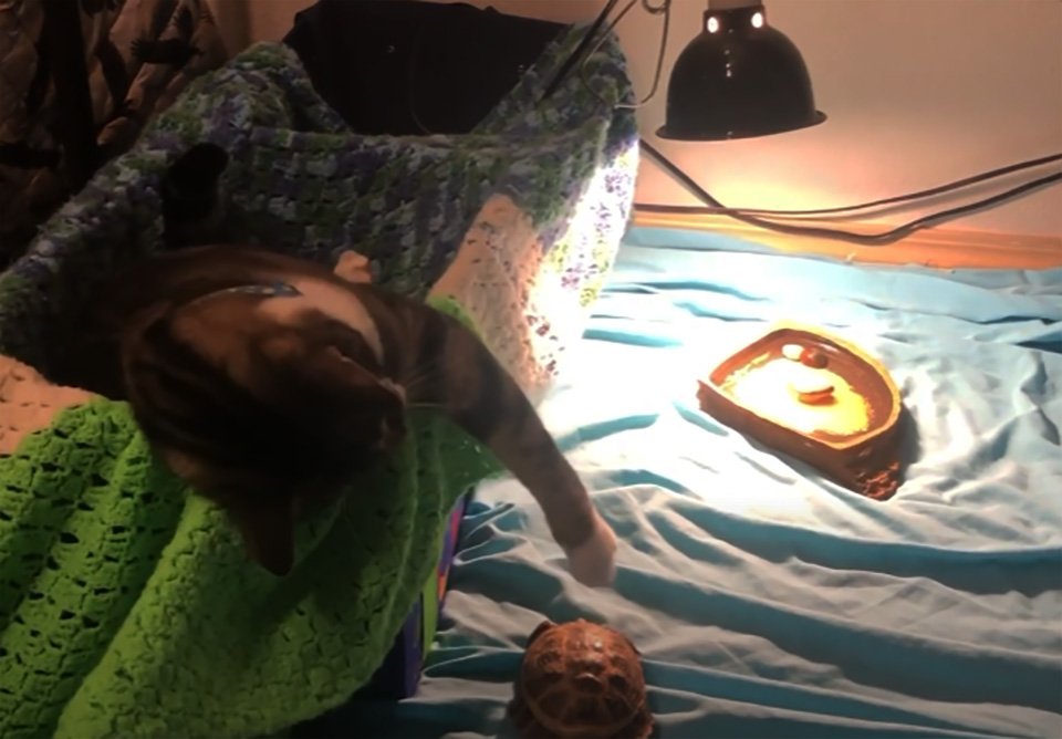Gato rescatado se convierte en el mejor amigo de una tortuga después de irrumpir en su recinto 11 Theodore y Aldouin