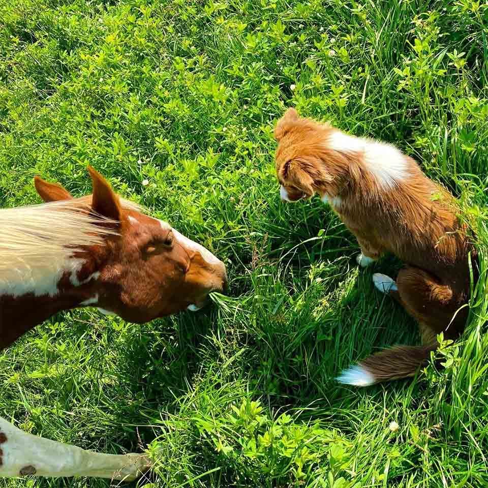 Un caballo y un perro parecen hermanos gracias a su pelaje y son los mejores amigos 9 Eli y Rumba