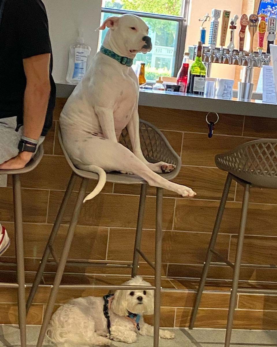 Este perro en la guardería para perros