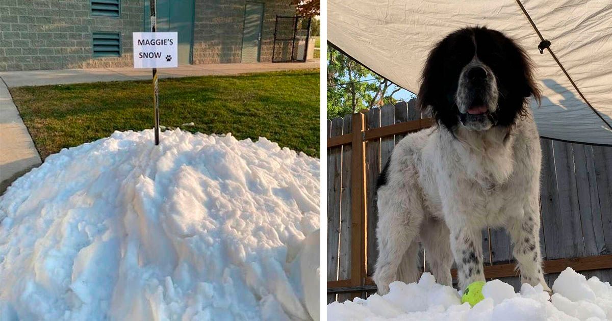 Familia hace una montaña de nieve en su jardín para que su perro pueda jugar en ella por última vez