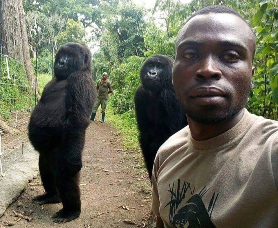 Foto viral gorila