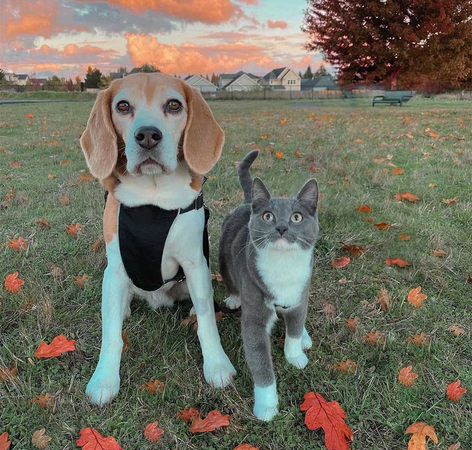 Gata y Beagle amigas