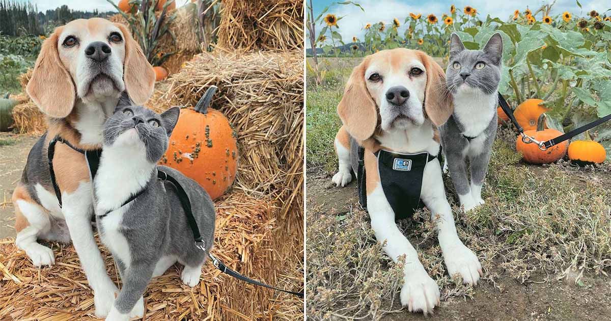 Gata y Beagle son mejores amigas