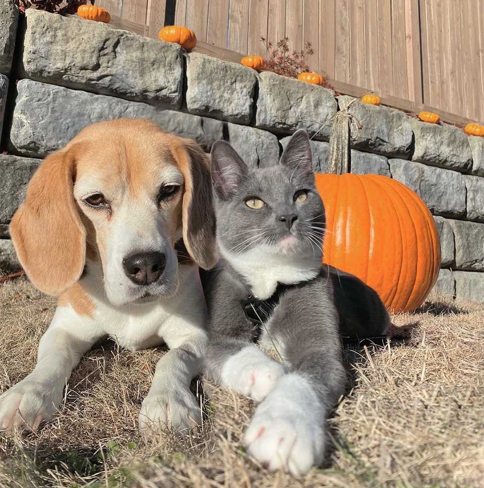 Gata y Beagle