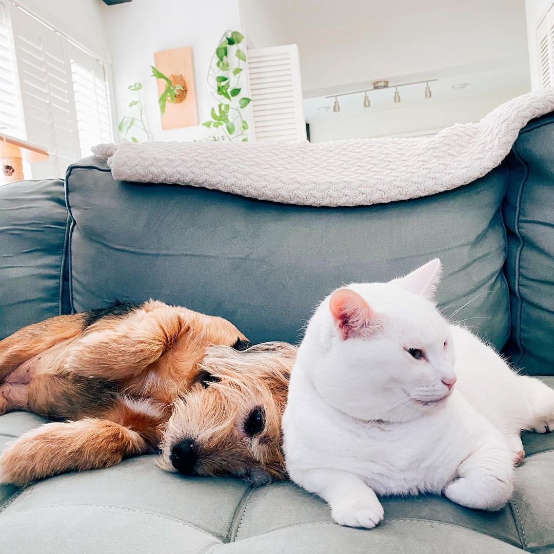 Esta gata se hace amiga de todos los repartidores que llegan a su casa 10 Gata y adorable perrito en el sofá