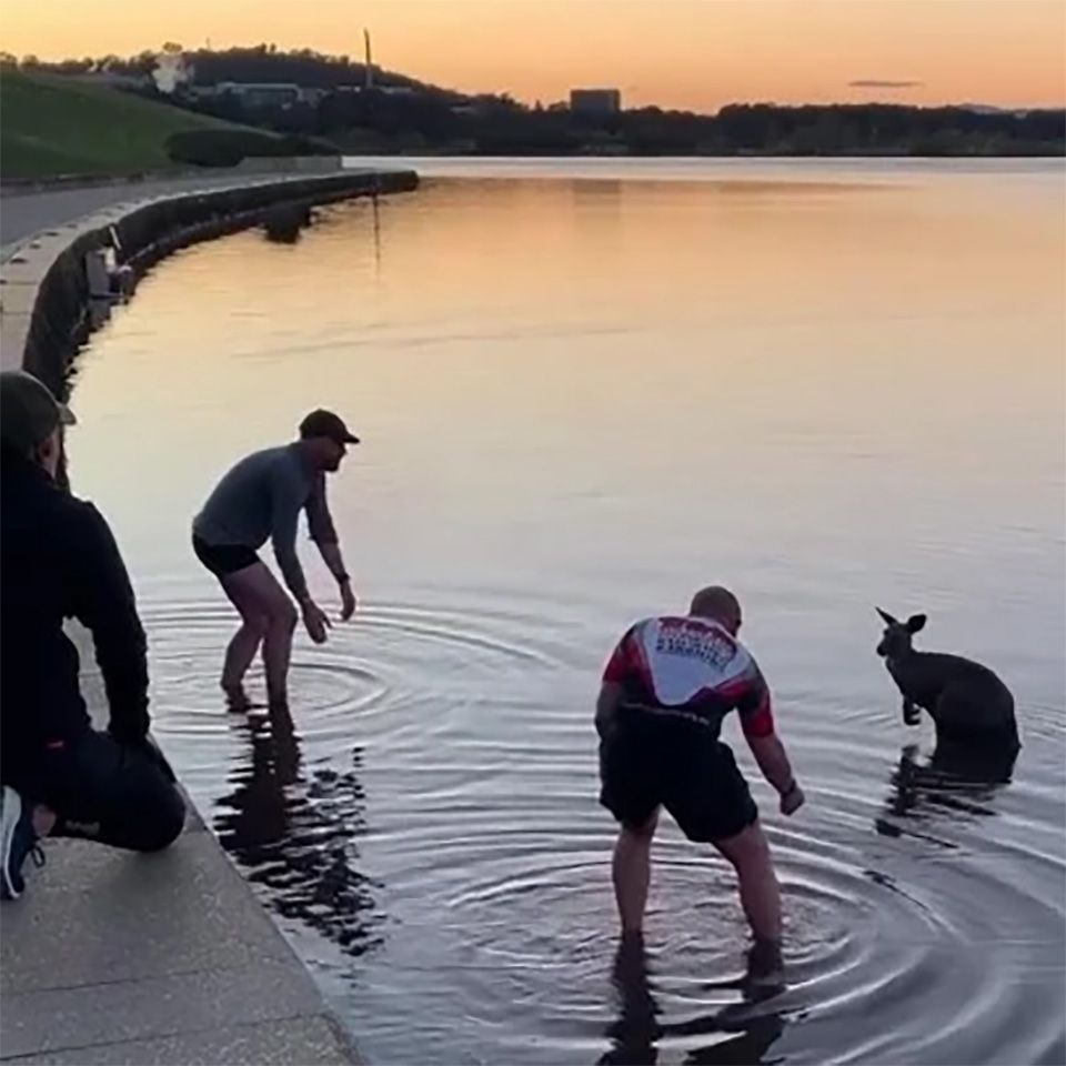 Hombres rescatan canguro