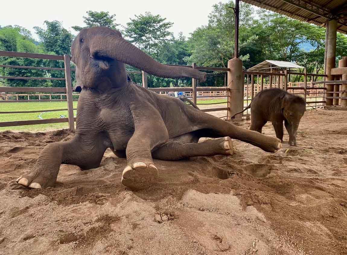 Mamá elefante y su cría