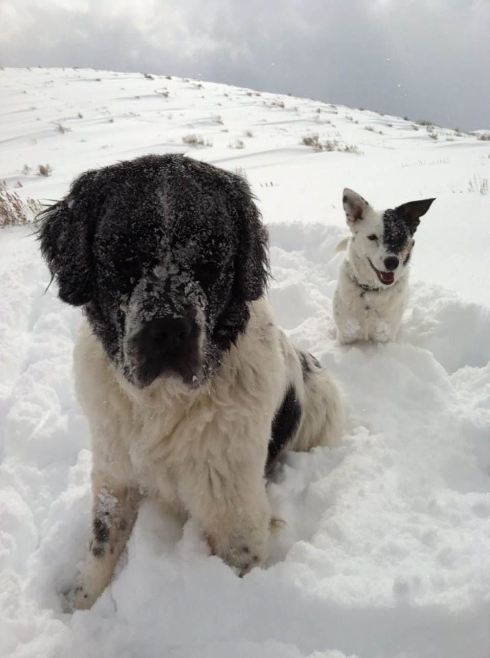 Mascotas en la nieve