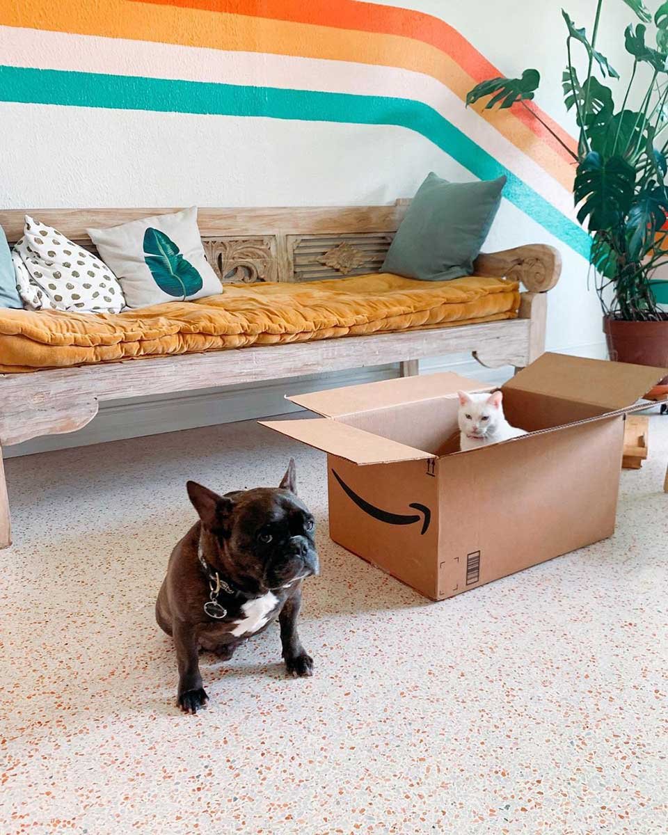 Esta gata se hace amiga de todos los repartidores que llegan a su casa 7 Mascotas jugando