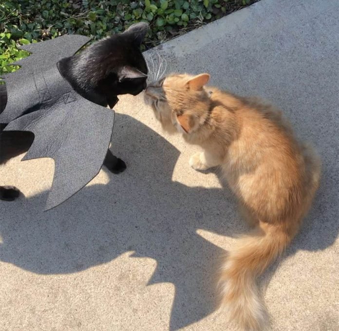 Mujer Descubre Que La Mejor Amiga De Su Gato Está Perdiendo Su Hogar