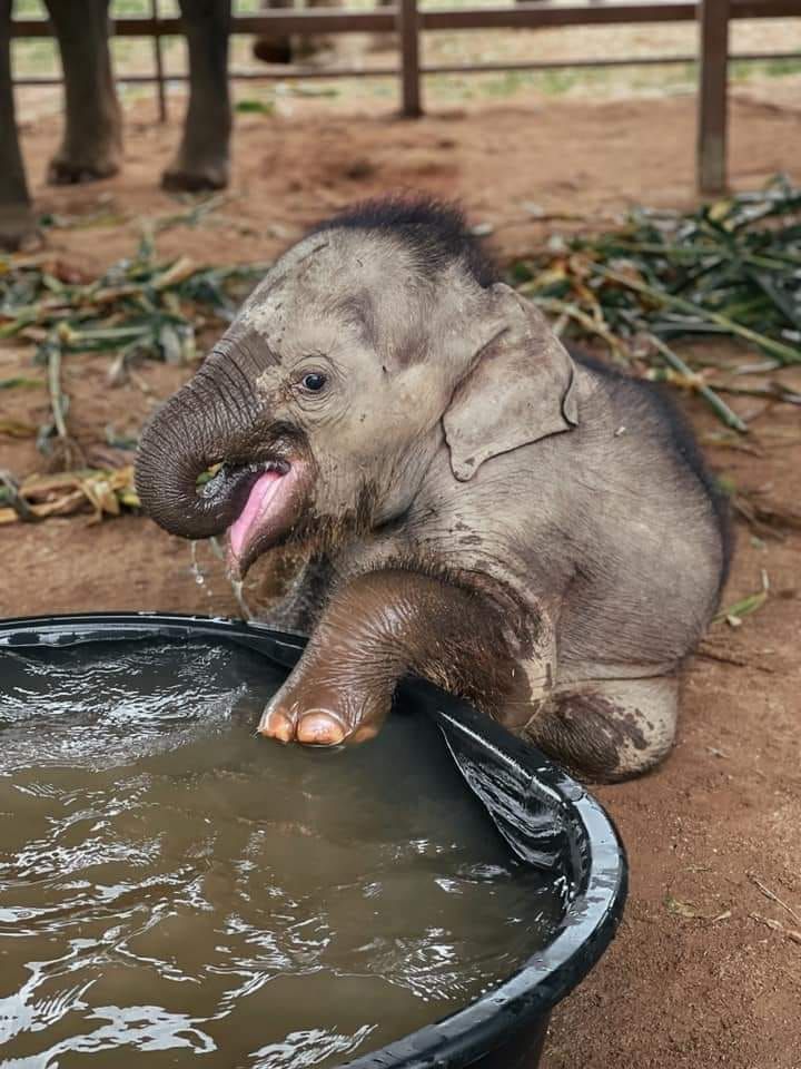 Pequeño elefante en su primer baño
