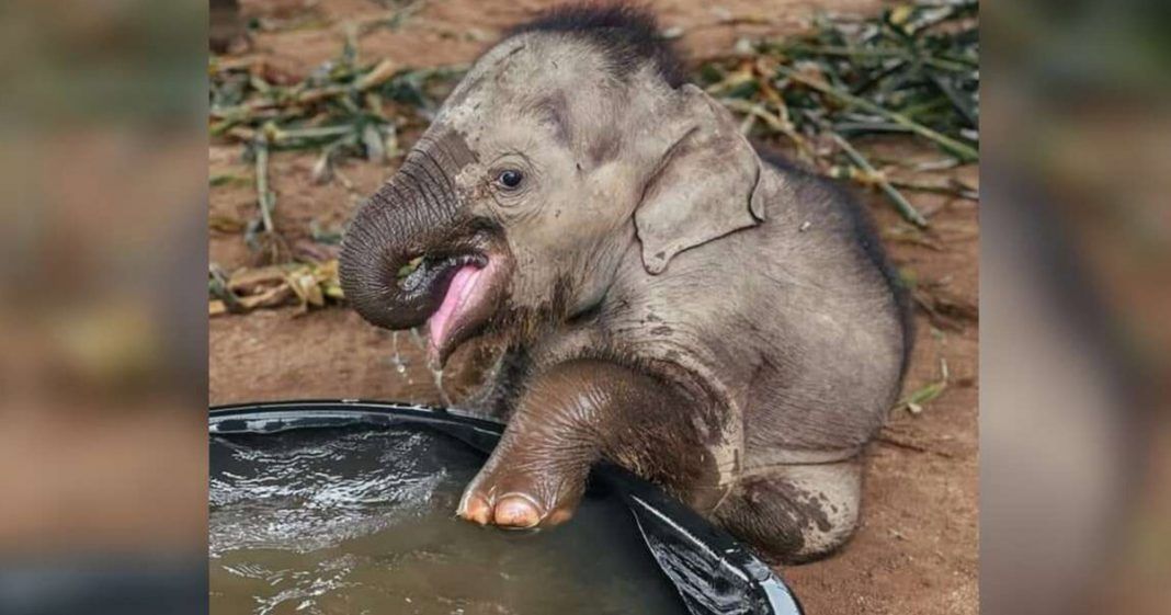 Pequeño elefante encanta chapotear primer baño