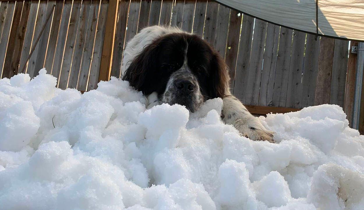 Perrito descansa en la nieve